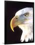 Bald Eagle Portrait, Native to USA and Canada-David Northcott-Framed Photographic Print