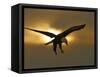 Bald Eagle Preparing to Land Silhouetted by Sun and Clouds, Homer, Alaska, USA-Arthur Morris-Framed Stretched Canvas