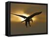 Bald Eagle Preparing to Land Silhouetted by Sun and Clouds, Homer, Alaska, USA-Arthur Morris-Framed Stretched Canvas