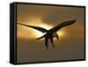 Bald Eagle Preparing to Land Silhouetted by Sun and Clouds, Homer, Alaska, USA-Arthur Morris-Framed Stretched Canvas