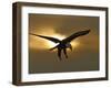 Bald Eagle Preparing to Land Silhouetted by Sun and Clouds, Homer, Alaska, USA-Arthur Morris-Framed Premium Photographic Print