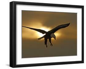 Bald Eagle Preparing to Land Silhouetted by Sun and Clouds, Homer, Alaska, USA-Arthur Morris-Framed Premium Photographic Print