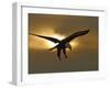 Bald Eagle Preparing to Land Silhouetted by Sun and Clouds, Homer, Alaska, USA-Arthur Morris-Framed Premium Photographic Print