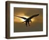 Bald Eagle Preparing to Land Silhouetted by Sun and Clouds, Homer, Alaska, USA-Arthur Morris-Framed Photographic Print