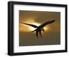 Bald Eagle Preparing to Land Silhouetted by Sun and Clouds, Homer, Alaska, USA-Arthur Morris-Framed Photographic Print