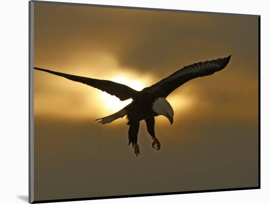 Bald Eagle Preparing to Land Silhouetted by Sun and Clouds, Homer, Alaska, USA-Arthur Morris-Mounted Photographic Print