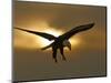 Bald Eagle Preparing to Land Silhouetted by Sun and Clouds, Homer, Alaska, USA-Arthur Morris-Mounted Photographic Print