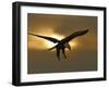 Bald Eagle Preparing to Land Silhouetted by Sun and Clouds, Homer, Alaska, USA-Arthur Morris-Framed Photographic Print