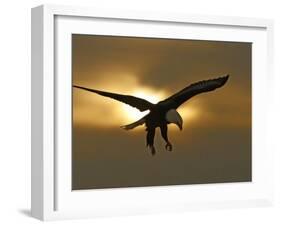 Bald Eagle Preparing to Land Silhouetted by Sun and Clouds, Homer, Alaska, USA-Arthur Morris-Framed Photographic Print