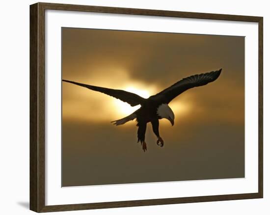 Bald Eagle Preparing to Land Silhouetted by Sun and Clouds, Homer, Alaska, USA-Arthur Morris-Framed Photographic Print