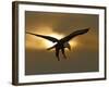 Bald Eagle Preparing to Land Silhouetted by Sun and Clouds, Homer, Alaska, USA-Arthur Morris-Framed Photographic Print