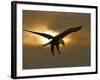 Bald Eagle Preparing to Land Silhouetted by Sun and Clouds, Homer, Alaska, USA-Arthur Morris-Framed Photographic Print