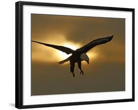 Bald Eagle Preparing to Land Silhouetted by Sun and Clouds, Homer, Alaska, USA-Arthur Morris-Framed Photographic Print