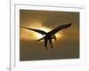 Bald Eagle Preparing to Land Silhouetted by Sun and Clouds, Homer, Alaska, USA-Arthur Morris-Framed Photographic Print