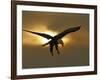 Bald Eagle Preparing to Land Silhouetted by Sun and Clouds, Homer, Alaska, USA-Arthur Morris-Framed Photographic Print