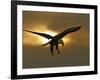 Bald Eagle Preparing to Land Silhouetted by Sun and Clouds, Homer, Alaska, USA-Arthur Morris-Framed Photographic Print