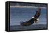 Bald Eagle, Preparing to strike-Ken Archer-Framed Stretched Canvas