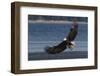 Bald Eagle, Preparing to strike-Ken Archer-Framed Photographic Print