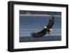 Bald Eagle, Preparing to strike-Ken Archer-Framed Photographic Print