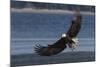 Bald Eagle, Preparing to strike-Ken Archer-Mounted Photographic Print