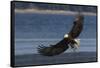 Bald Eagle, Preparing to strike-Ken Archer-Framed Stretched Canvas