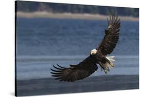Bald Eagle, Preparing to strike-Ken Archer-Stretched Canvas