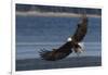 Bald Eagle, Preparing to strike-Ken Archer-Framed Photographic Print