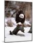 Bald Eagle Preserve, Chilkat, Alaska, USA-Dee Ann Pederson-Mounted Photographic Print