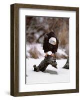 Bald Eagle Preserve, Chilkat, Alaska, USA-Dee Ann Pederson-Framed Photographic Print