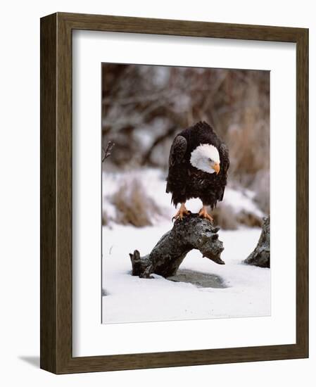 Bald Eagle Preserve, Chilkat, Alaska, USA-Dee Ann Pederson-Framed Photographic Print