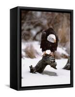 Bald Eagle Preserve, Chilkat, Alaska, USA-Dee Ann Pederson-Framed Stretched Canvas