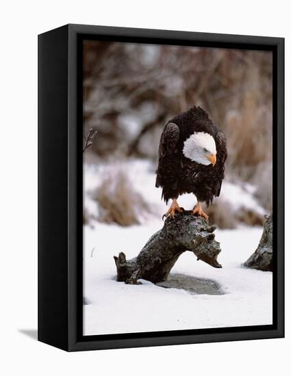 Bald Eagle Preserve, Chilkat, Alaska, USA-Dee Ann Pederson-Framed Stretched Canvas