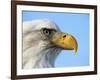 Bald Eagle Profile-John Conrad-Framed Photographic Print