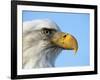 Bald Eagle Profile-John Conrad-Framed Photographic Print