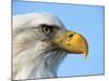 Bald Eagle Profile-John Conrad-Mounted Photographic Print