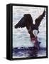 Bald Eagle Pulling a Salmon From the Chilkat River in Alaska, USA-Charles Sleicher-Framed Stretched Canvas