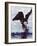 Bald Eagle Pulling a Salmon From the Chilkat River in Alaska, USA-Charles Sleicher-Framed Photographic Print