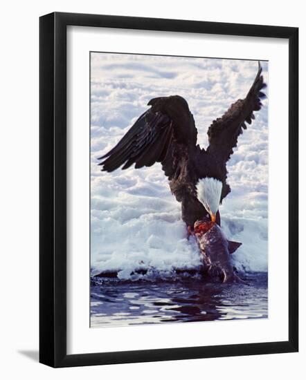 Bald Eagle Pulling a Salmon From the Chilkat River in Alaska, USA-Charles Sleicher-Framed Photographic Print