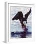 Bald Eagle Pulling a Salmon From the Chilkat River in Alaska, USA-Charles Sleicher-Framed Photographic Print