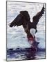 Bald Eagle Pulling a Salmon From the Chilkat River in Alaska, USA-Charles Sleicher-Mounted Photographic Print
