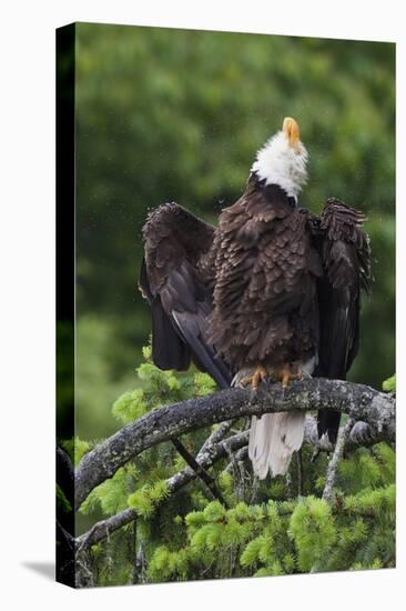 Bald Eagle, Rain Shower-Ken Archer-Stretched Canvas