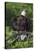 Bald Eagle, Rain Shower-Ken Archer-Stretched Canvas