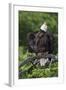 Bald Eagle, Rain Shower-Ken Archer-Framed Photographic Print