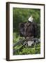 Bald Eagle, Rain Shower-Ken Archer-Framed Photographic Print