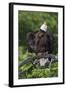 Bald Eagle, Rain Shower-Ken Archer-Framed Photographic Print