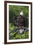 Bald Eagle, Rain Shower-Ken Archer-Framed Photographic Print