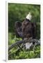 Bald Eagle, Rain Shower-Ken Archer-Framed Photographic Print