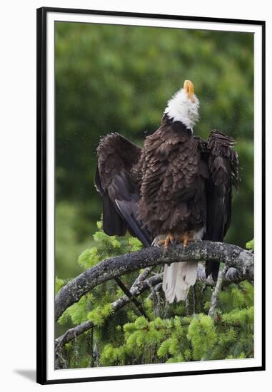 Bald Eagle, Rain Shower-Ken Archer-Framed Premium Photographic Print