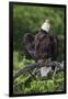 Bald Eagle, Rain Shower-Ken Archer-Framed Premium Photographic Print