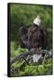 Bald Eagle, Rain Shower-Ken Archer-Framed Stretched Canvas